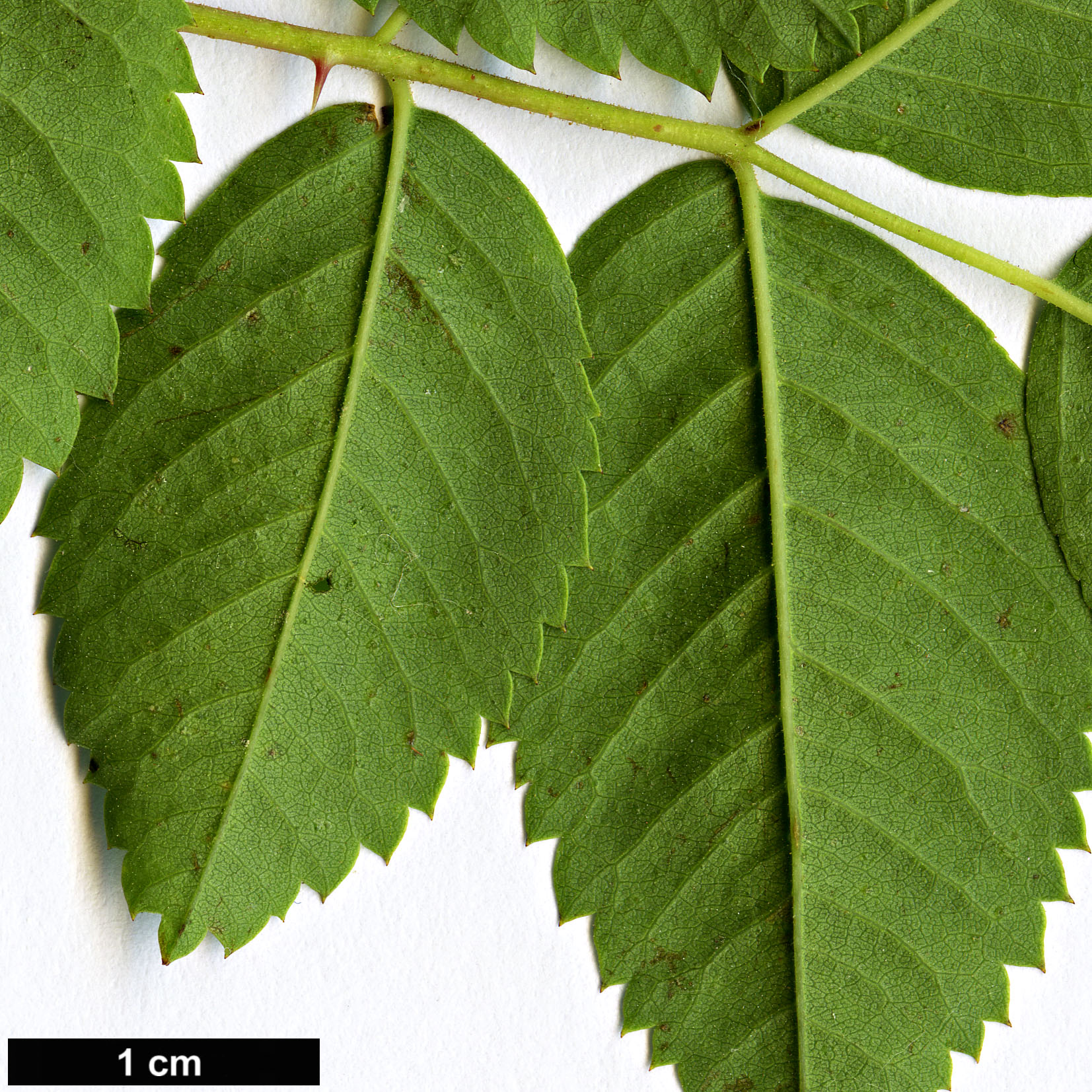 High resolution image: Family: Rosaceae - Genus: Rosa - Taxon: woodsii